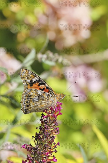 Thistle butterfly (Vanessa cardui) on a Buddleja davidii flower, wings closed, underside of wings, Wilnsdorf, North Rhine-Westphalia, Germany