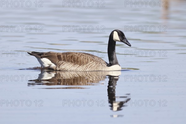Canada goose (Branta canadensis), swimming on a lake, wildlife, birds, geese, nature reserve Wagbachniederung, Waghäusel, Baden-Württemberg, Germany
