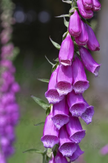Common foxglove (Digitalis purpurea), flowers, close-up, from the plantain family, highly toxic, deadly poisonous plant, Wilnsdorf, North Rhine-Westphalia, Germany