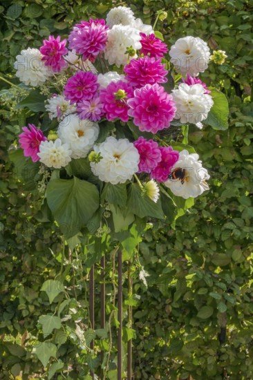 Flower arrangement of pink and white dahlias with green background in the garden, Münsterland, North Rhine-Westphalia, Germany