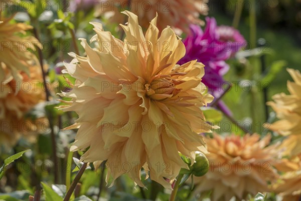 Orange-coloured dahlias in the garden with vibrant flowers against a blurred background, Münsterland, North Rhine-Westphalia, Germany