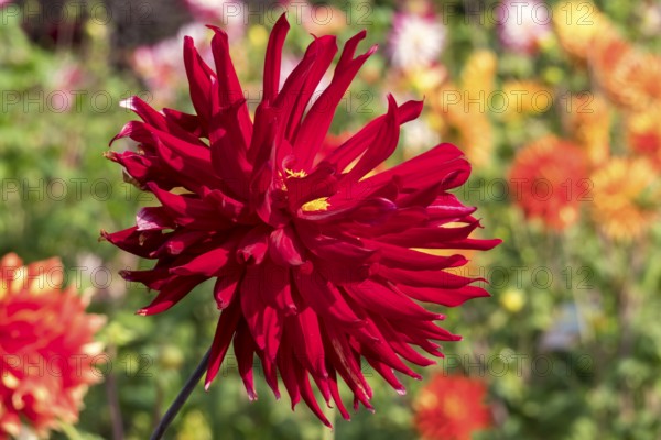 Red dahlia (Dahlia), cactus dahlia, Münsterland, North Rhine-Westphalia, Germany