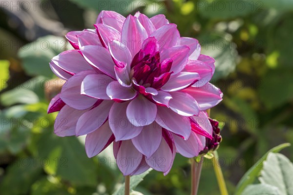 Dahlia (Dahlia), Creme de Cassis variety, Münsterland, North Rhine-Westphalia, Germany