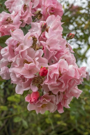 Close-up of pink rose blossoms with raindrops in the garden with lush foliage in the background, Southern Palatinate, Palatinate, Rhineland-Palatinate, Germany