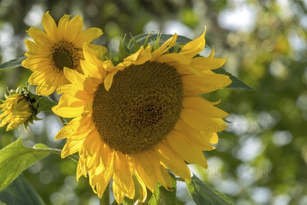 Sunflower (Helianthus annuus), Münsterland, North Rhine-Westphalia, Germany