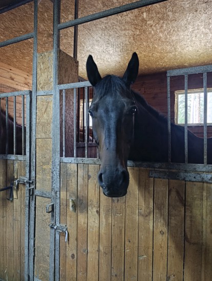 A black horse stands in a stall