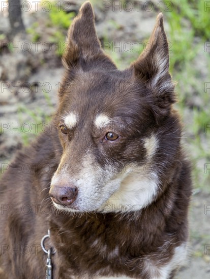 Australian Kelpie Mix chocolate colored dog close up