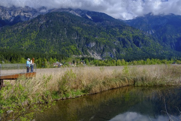 Slow Trail, reeds and springs at Lake Pressegger See, near Hermagor, Gailtal, Carinthia, Austria