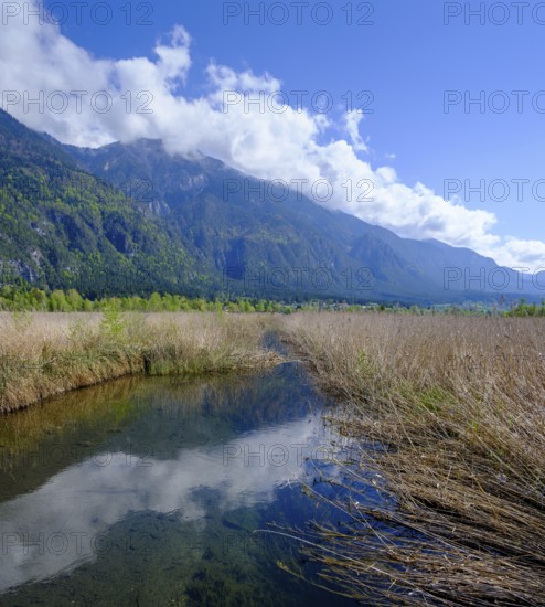 Slow Trail, reeds and springs at Lake Pressegger See, near Hermagor, Gailtal, Carinthia, Austria