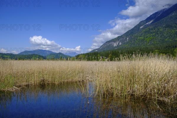 Slow Trail, reeds and springs at Lake Pressegger See, near Hermagor, Gailtal, Carinthia, Austria