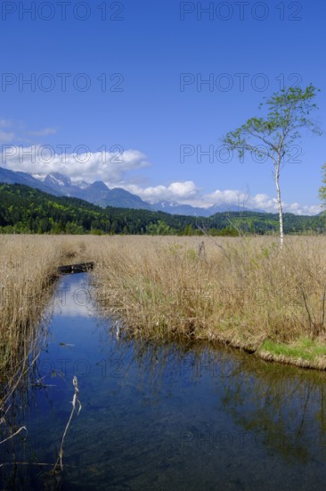 Slow Trail, reeds and springs at Lake Pressegger See, near Hermagor, Gailtal, Carinthia, Austria