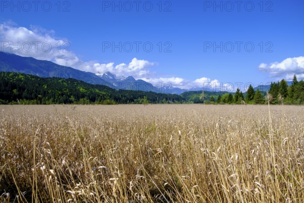 Slow Trail, reeds and springs at Lake Pressegger See, near Hermagor, Gailtal, Carinthia, Austria