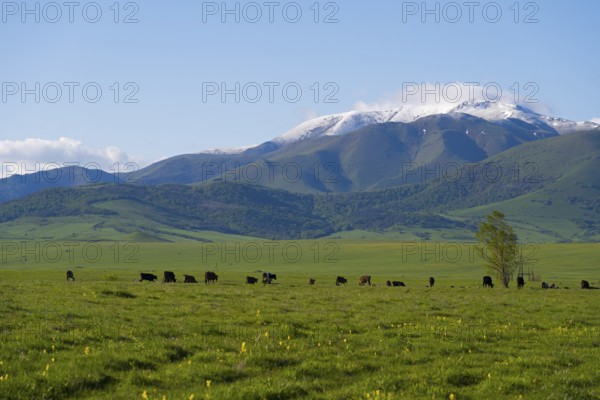 Wide green pasture with grazing cattle in front of snow-covered mountains, landscape near Saratovka, Lesser Caucasus, Lorikeet Province, Armenia