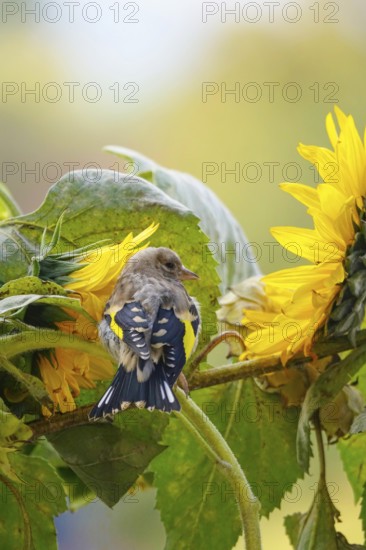 Goldfinch and sunflowers, September, Germany