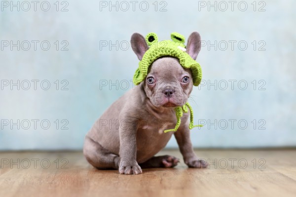 Funny young lilac French Bulldog dog puppy with knitted frog hat in front of studio background