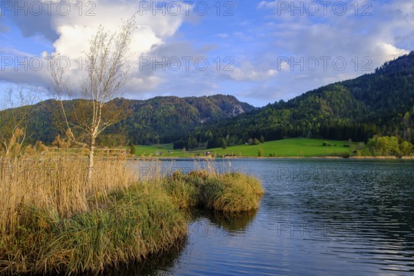 Evening atmosphere at the Weißensee, with reeds, near Techendorf, Carinthia, Austria
