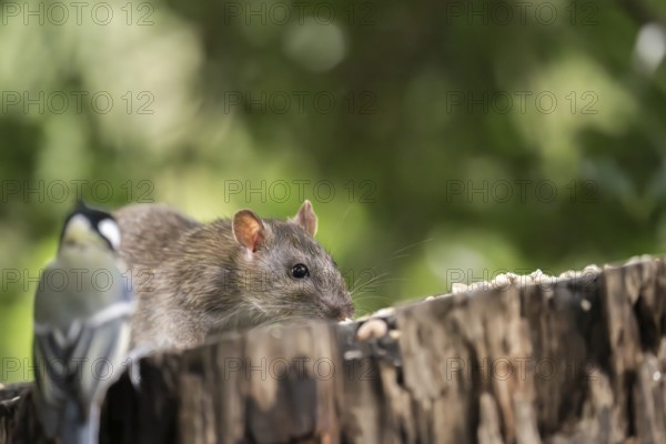Norway rat (Rattus norvegicus) and great tit (Parus major), together on a sawn-off tree trunk with bird feeder with blurred green background, Dortmund, North Rhine-Westphalia, Germany