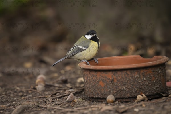 Great Tit (Parus major), sitting on the edge of a dirty clay bowl on the ground in the Botanical Garden, Dortmund, North Rhine-Westphalia, Germany