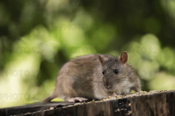 Norway rat (Rattus norvegicus), sitting on a sawn-off tree trunk with bird feeder with blurred green background, Dortmund, North Rhine-Westphalia, Germany