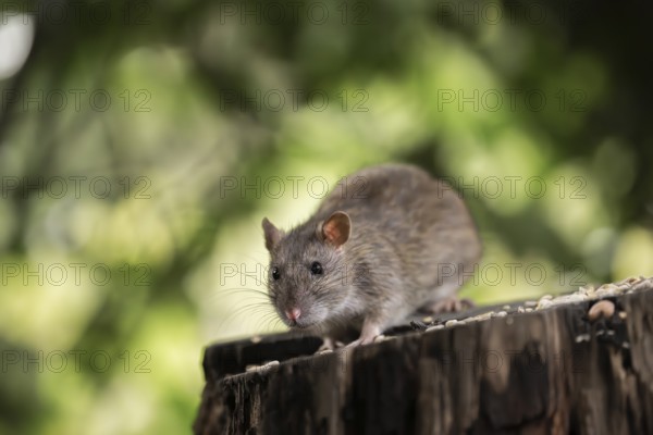 Norway rat (Rattus norvegicus), sitting on a sawn-off tree trunk with bird feeder with blurred green background, Dortmund, North Rhine-Westphalia, Germany