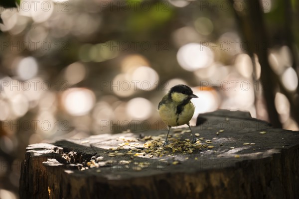 Great tit (Parus major), pecking on a tree stump covered with birdseed, with blurred light and bokeh background, Dortmund, North Rhine-Westphalia, Germany