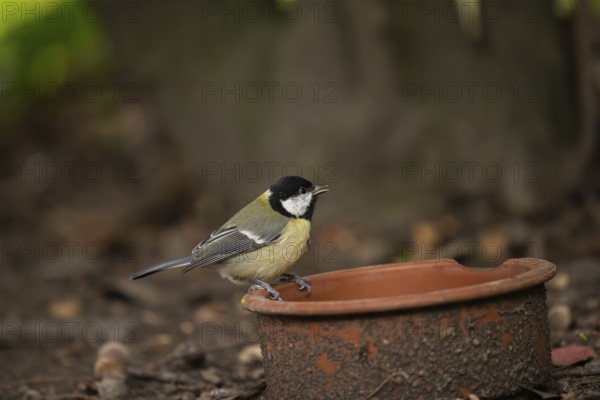 Great Tit (Parus major), sitting on the edge of a dirty clay bowl on the ground in the Botanical Garden, Dortmund, North Rhine-Westphalia, Germany