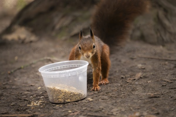 Squirrel (Sciurus vulgaris), standing next to a transparent plastic cup with bird food on the ground in the Botanical Garden, Dortmund, North Rhine-Westphalia, Germany