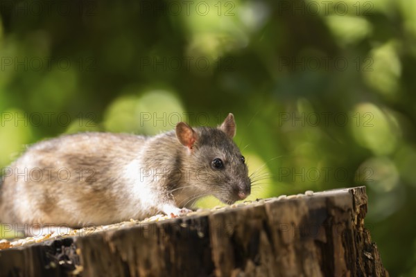 Norway rat (Rattus norvegicus), sitting on a sawn-off tree trunk with bird feeder with blurred green background, Dortmund, North Rhine-Westphalia, Germany