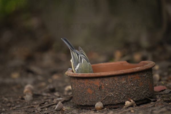 Great tit (Parus major), searching with its head in a dirty clay bowl, on the ground in the Botanical Garden, Dortmund, North Rhine-Westphalia, Germany