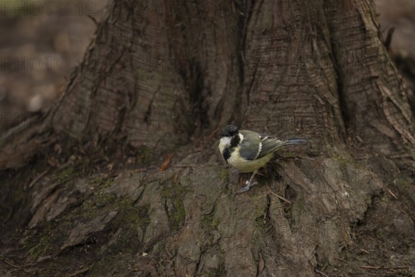 Great tit (Parus major), standing at the foot of a tree trunk with mossy bark, Dortmund, North Rhine-Westphalia, Germany