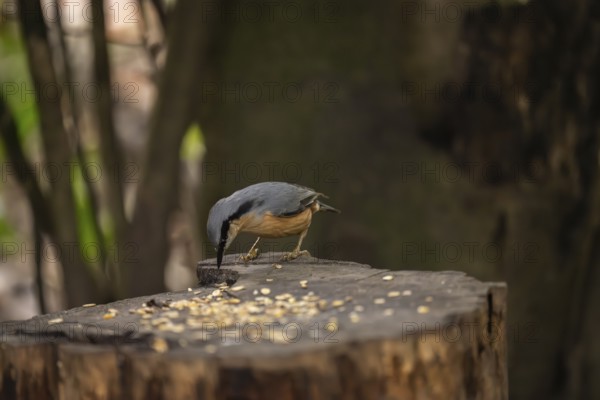 Nuthatch (Sitta europaea), pecking on a tree stump strewn with birdseed, Dortmund, North Rhine-Westphalia, Germany