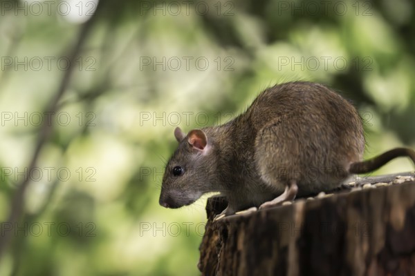 Norway rat (Rattus norvegicus), attentively looking down at the edge of a tree trunk, with blurred green background, Dortmund, North Rhine-Westphalia, Germany