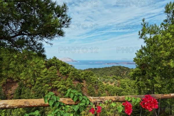 View over a forest and flowers to the blue sea on the island of Chalki and Alimia on the horizon under a clear sky, Ataviros, Rhodes Island, Greece