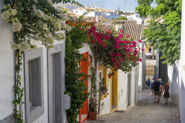 Old town alleys, houses, partly lushly overgrown, Tavira, in the Algarve, Portugal