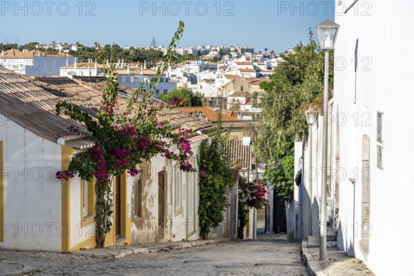 Old town alleys, houses, partly lushly overgrown, Tavira, in the Algarve, Portugal