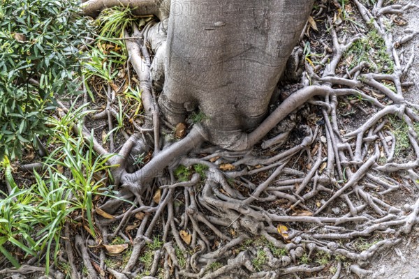Roots of the rubber tree or Indian rubber tree, ficus elastica, in the botanical garden of the Castelo de Tavira fortress, in the historic centre of Tavira, Algarve, Portugal