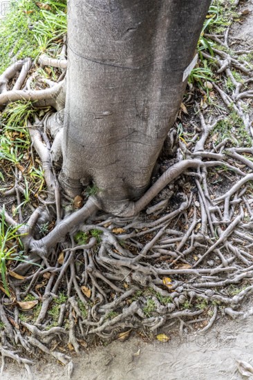 Roots of the rubber tree or Indian rubber tree, ficus elastica, in the botanical garden of the Castelo de Tavira fortress, in the historic centre of Tavira, Algarve, Portugal