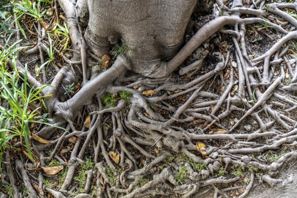 Roots of the rubber tree or Indian rubber tree, ficus elastica, in the botanical garden of the Castelo de Tavira fortress, in the historic centre of Tavira, Algarve, Portugal