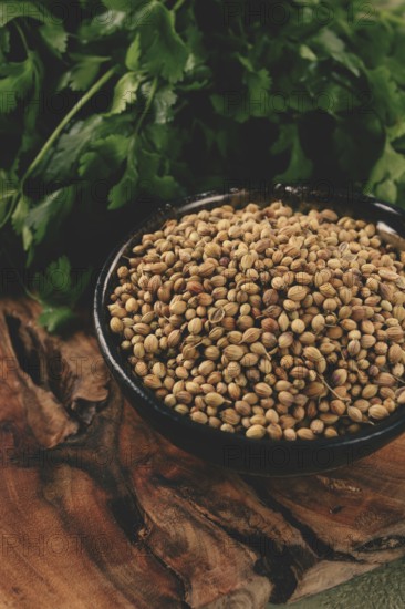 A bunch of fresh cilantro, coriander seeds and bowls, close-up, top view, no people, food and drinks