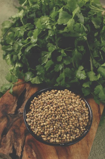 A bunch of fresh cilantro, coriander seeds and bowls, close-up, top view, no people, food and drinks