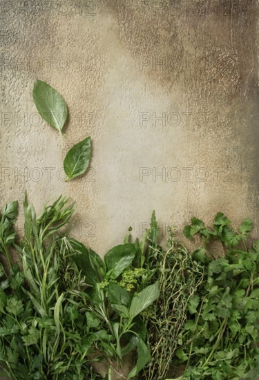 A variety of fresh herbs including bay leaves, cilantro, and thyme are neatly arranged along the bottom of a textured surface. The herbs display vibrant colors and crisp textures