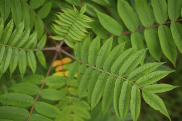 Vinegar tree (Rhus typhina), Neophyte, Invasive, Displacement, Ecology, Cane sumac, Schwäbisch Hall, Hohenlohe, Germany