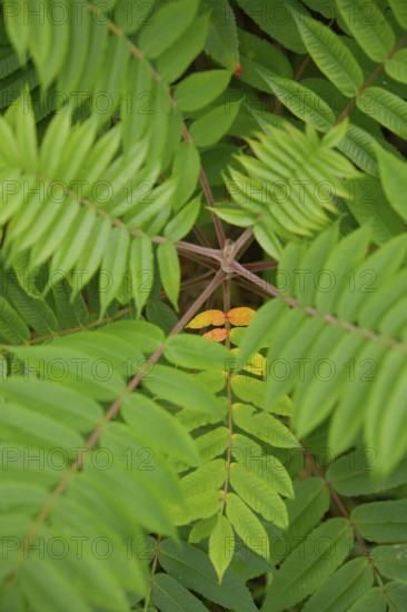 Vinegar tree (Rhus typhina), Neophyte, Invasive, Displacement, Ecology, Cane sumac, Schwäbisch Hall, Hohenlohe, Germany
