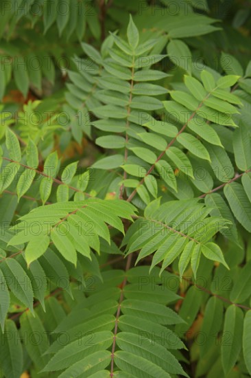 Vinegar tree (Rhus typhina), Neophyte, Invasive, Displacement, Ecology, Cane sumac, Schwäbisch Hall, Hohenlohe, Germany