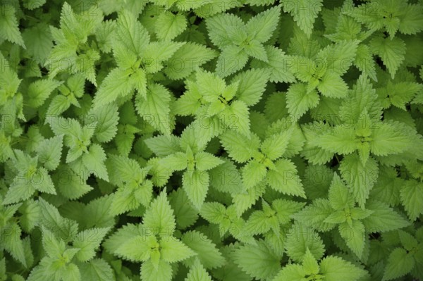 Nettle (Urtica), pattern, colour pattern, carpet, leaf carpet, screensaver, wallpaper, background, desktop background, desktop picture, desktop, Schwäbisch Hall, Hohenlohe, Germany