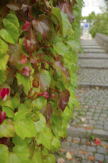 Wild Vine, autumn colours, autumn, September, Schwäbisch Hall, Hohenlohe, Germany
