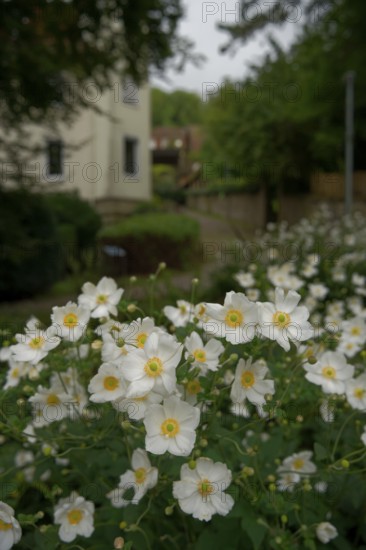 Anemone, City park, Fields, Park, Autumn, Schwäbisch Hall, Hohenlohe, Germany