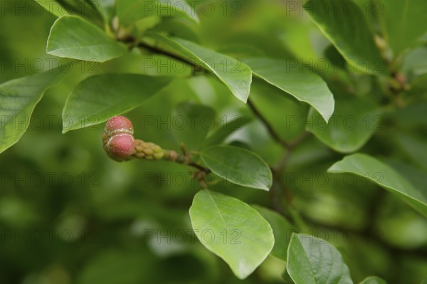 Fruit of the magnolia (Magnolia), park, municipal park, fields, Schwäbisch Hall, Hohenlohe, Germany