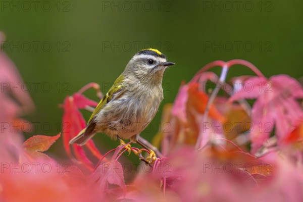 A Golden-crowned Kinglet (Regulus satrapa) perched on. branch in a colourful Japanese maple tree in autumn, British Columbia, Canada