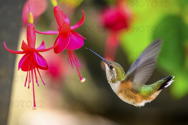 A Rufous Hummingbird (Selasphorus rufus) and Fuschia flowers, British Columbia, Canada